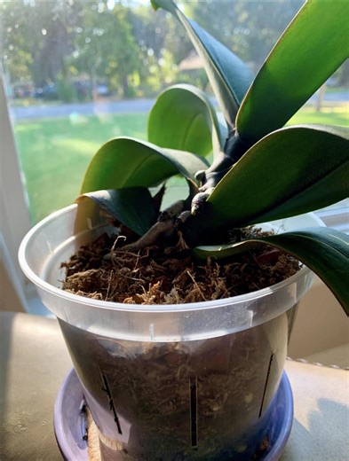 Orchids Tips and Tricks | What can I do about my orchid leaning to the side | Facebook