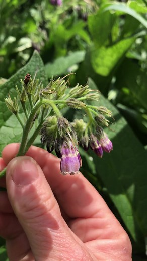 2.3K views · 68 reactions | Comfrey (Symphytum x uplandicum) #garden #gardening #herbs #forage | Prepper Kiwi | Facebook