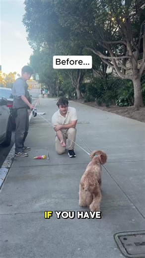 Building Confidence in Dogs with Controlled Exposure