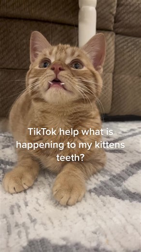 Kitten Teething Woes: Understanding Your Cat's Dental Development