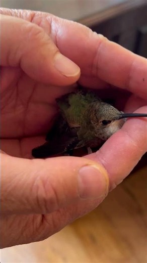 This Is How Hummingbird Cry😥 #hummingbird #crying #birds #wildlife #nature #naturelovers