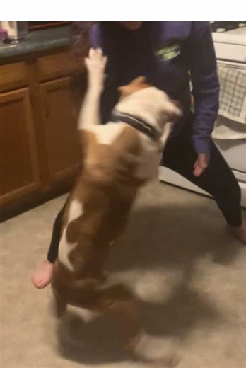 People are so scared of the pitbull breed yet here’s “the nut” aka Nia. The first night I stayed at my friends place and met her we were already best friends. I love pitbulls. Don’t blame the animal BLAME THE PREVIOUS OR CURRENT OWNER! No dog is just simply a bad dog! #pitbulllove #pitbull