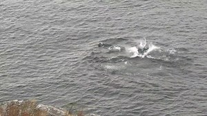 Happy Birthday J57 Phoenix! On September 4, 2020, a tiny orca calf was born in the Salish Sea. The following day, a superpod gathered to celebrate this new life, while we all gathered to welcome him with laughter, tears, and a renewed sense of hope. Today on his second birthday, J57 Phoenix, along with his mother J35 Tahlequah and his big brother J47 Notch, paid a visit along the shores of San Juan Island, almost as if they knew it was a special day in his honor. Please join us in wishing a very