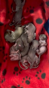 Squirrels everywhere !!! | Little Bit Wildlife Rescue