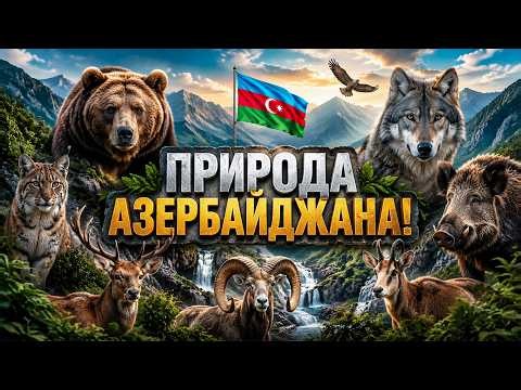 How Azerbaijan's Wildlife Breaks the Weak! Documentary!