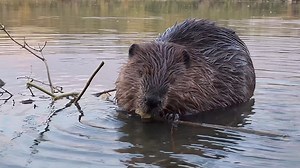 19K views · 1.9K reactions | Here is a cool, close-up look at a beaver chewing on a branch. | Mike’s photos and videos of beavers | Facebook