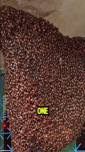 Giant Bee Nests in India That Bring Luck and Money