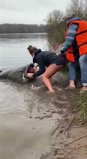 Giant Catfish Tries to Swallow Man Alive — Real River Rescue Caught on Phone! 😳🐟📱