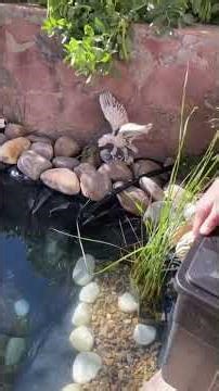 ¡RESULTADO BRUTAL! 💎 bacterias BUBBLES y suelta de peces (Parte 2) #verano #estanque #goldfish