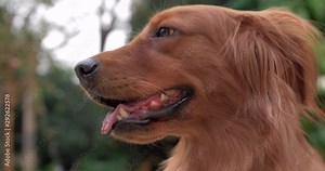 Close up side view portrait of one adult lovely golden retriever dog lovely pet animale slow motion footage