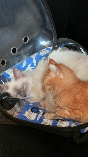 🫶🏻🥹 #catsoftiktok#fyp #paopao#nemo#viral