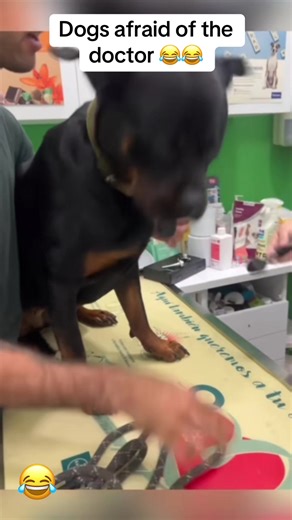 Dogs Hilariously Afraid of the Doctor