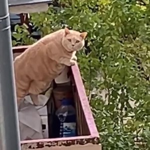 985K views · 94K reactions | Cute things make us relax 殺 | Beautiful photos | Facebook