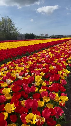 Tulips Fields 2023 #Tulips #fields | Ida Aspa Di Belanda