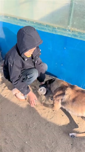 HERO DOG Saves Boy From Falling Bottle! 😱🐕 #Shorts | Little golden retriever