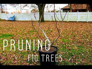 Pruning Container Fig Trees for Form & Production: Young, Teenaged & Old Trees