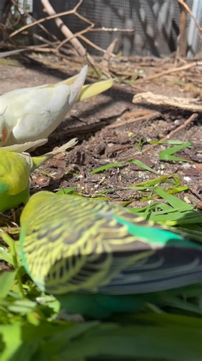 37K views · 2.6K reactions | Budgie waddle-style zoomies! Dang, I...