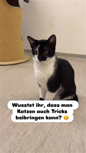Katzen können viel mehr lernen, als man denkt! Mit positivem Training, Geduld und Leckerlis lassen sich einfache Tricks wie Sitz, High Five oder sogar Targets super aufbauen. 🎉😺 Kater Pippin hat heute zum allerersten Mal Sitz gemacht, wahrscheinlich zufällig, aber trotzdem mega süß! 😹😻 Probiert es mal aus, eure Katze wird euch überraschen! Übrigens: Pippin und seine Geschwister aus dem P-Wurf suchen noch ein Für-immer-Zuhause. Mehr Infos findet ihr auf unserer Website. #tierliebe #katzenschu