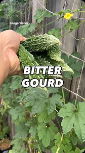 Yes, bitter gourd (or bitter melon) can be good for diabetes as it contains compounds that may help lower blood sugar, but it’s not a cure and should not replace medical treatment. It can have a significant effect, so it should be consumed in moderation and with caution, especially if you are taking diabetes medication or are pregnant. #gardening #vegetablegardening #raisedbedgardening #deogardener #fyp #reelsviral #bittergourd #bittermelon #christmas | Deo N A Valenzuela
