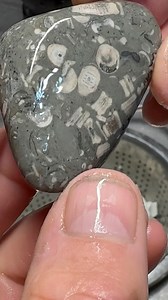 19K views · 440 reactions | Crinoid mania! Can you tumble crinoids and get a shine? | Wisconsin Rocks | Facebook