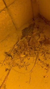 11 reactions | Sea Turtle Oversight Protection on Reels | Facebook