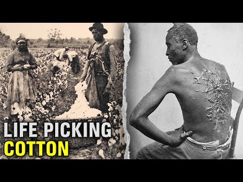 The DISTURBING Life Of A Slave On A Cotton Plantation