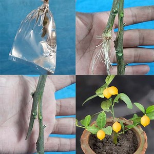 How to air layering Lemon tree with water #gardening #gardeninspiration #gardendesign #flowers #highlights #highlightseveryonefollowers2025 #homedecor Title: Juego Peligroso Artist: Kolektivo Link: https://business.facebook.com/sound/collection/?sound_collection_tab=sound_tracks&asset_id=2252393125077559&reference=artist_attr | Rana Craft