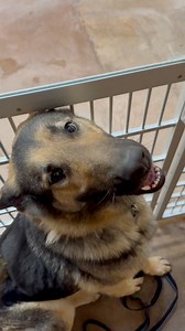 5.2K views · 112 reactions | Dana is one of those dogs who checks on you if you trip, walks gently on leash and waits nicely to leave her kennel. She is affectionate and gentle and has lived with children. GSD lovers this girl is ready to go home! Please share Dana far and wide so we can find her perfect fit. ❤️. #gsdlove #adoptable #seattledoggos #cleartheshelters #bigdogsrock #dogmom #dogdad | Humane Society of Skagit Valley | Facebook