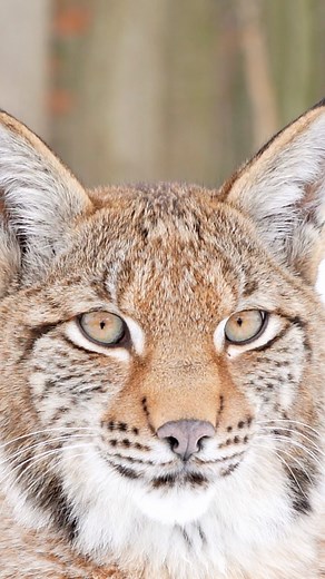 Adorable Eurasian lynx kitten up close. This lynx has been successfully released in the forest in Poland. #snowblizzard #snow #lynx #lynxkitten @biotopwildpark_anholterschweiz #bbcearth @bbcearth #bbcwildlifemagazine #bbcwildlifepotd #conservationphotography @sony.nederland #sonycreator #sonyalpha @sony.france @sonyalphafemale @alphauniversebysony.eu @sonyalpha | Linda Smit Wildlife Impressions