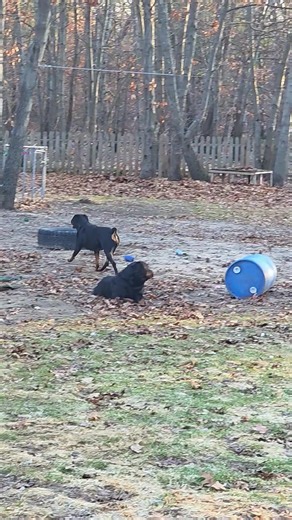 Savannah said don’t call her cute… she’s a MENACE 😭 Every Rottweiler owner knows that look. One second they’re minding their business, the next second they’re plotting absolute mayhem in the backyard. Savannah might look sweet, but she runs this yard like a tiny bodyguard with attitude.😏😂🖤🐾 #rottweiler #rottweilersoftiktok #rottielife #rottweilerattitude #dogpersonality