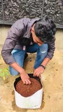 Grow bag farming #shorts #harvesttrick