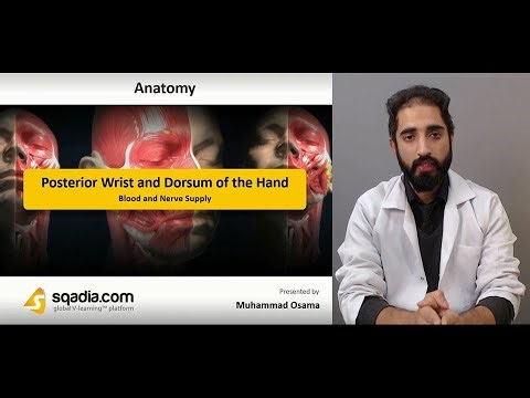 Posterior Wrist and Dorsum of Hand | Blood and Nerve Supply