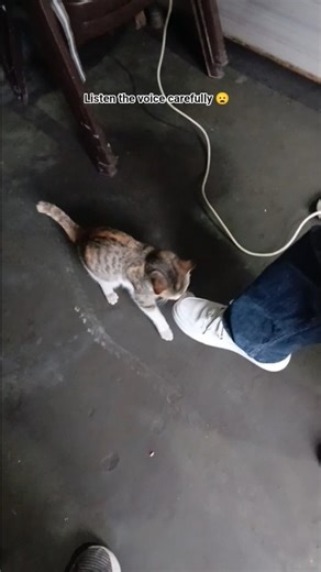 Why Do Cats Make Weird Noises? #shorts #cat #pet