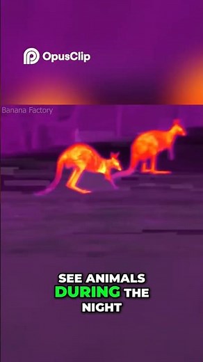 Thermal Camera Uncovers Insane Antlion Larva Find! #terragreen #fishtank #termitecolony