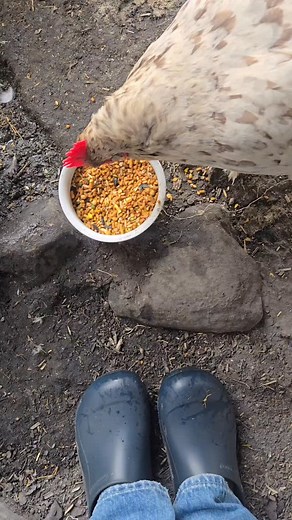 Table for one for breakfast. Lots of people have DMed me asking about the Kalmbach Henhouse Reserve feed that our girls eat. They would love to switch to it, but say that their chickens go through and pick out the "good stuff" and leave the rest. Mine do too. And they don't get any more until they eat it all. Problem solved. And if they've tossed it all out into the ground, then they eat it off the ground. They'll eat when they get hungry, trust me. #toughlove @kalmbach_feeds @thegardenheir | Li
