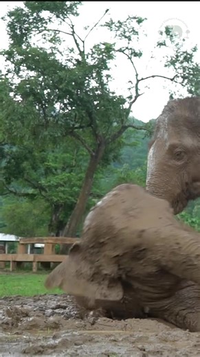 29K views · 4.1K reactions | Chana’s Incredible Transformation...