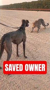 Greyhound vs Leopard: Who wins? 🐆 #nature #fast