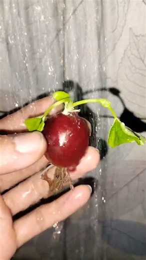 Australia win cutting roots.. win roots