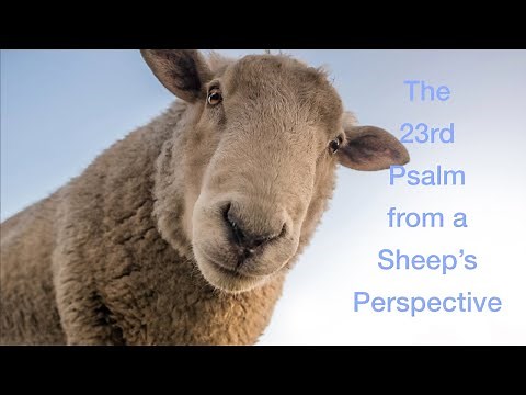 The 23rd Psalm from a Sheep's Perspective