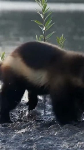 Wild Boar Escapes Wolverine & Moose in One Epic Encounter! #Wildlife #Nature #Drama