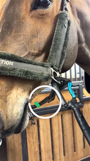 THE REAL COST OF “GOOD ENOUGH” TIE-UPS Most yards still rely on tie-up equipment built for convenience rather than for horses. Chains, rubber bungees, baling twine, trailer ties and knotted lead ropes all have one thing in common, none of them are designed around equine behaviour, injury protection or emergency safety. They hold until they don’t, and when a horse reacts, the old equipment becomes part of the problem. A chain is rigid, heavy and unforgiving, loading the muscles every minute your 