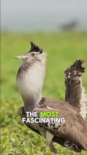 Meet Australia’s Largest Flying Bird