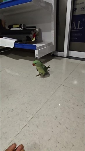 2 Din Free Fly Nahi Karvaya 😭 Rio Mujhse Naraz Ho Gaya 🦜