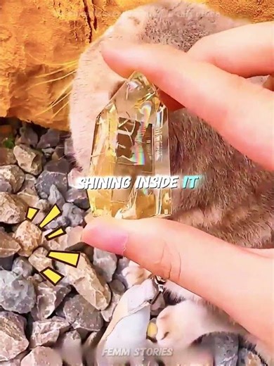 I thought it was just a rock, but my CAT knew better... 😱✨ #usa#shorts