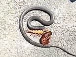 Snake and giant centipede twist and tangle in mesmerising battle