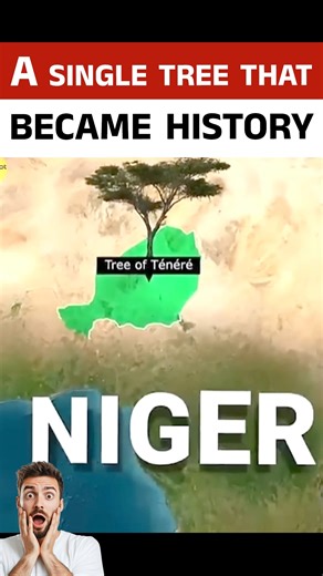 Fact Flicks on Instagram: "The Lone Tree That Stood in the Middle of the Sahara This video tells the true story of the Tree of Ténéré, a lone tree that once stood in the heart of the Sahara Desert in Niger. With roots reaching nearly 118 feet underground, the tree survived for centuries in one of the harshest environments on Earth. For generations, the tree served as a natural guide for travelers crossing the desert and was so significant that it appeared on French military maps. Its story refle
