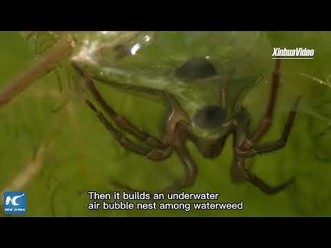 How do water spiders build bubble nests underwater?