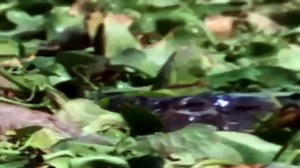 Animals Documentary: LAND OF TIGERS [1985 National Geographic Special]