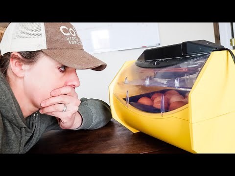 Our Chick Hatching Went Terribly Wrong...