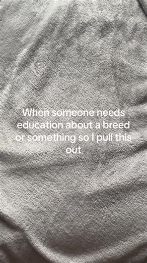 #foryoupage #dogsoftiktok #fyp #fypシ #dogeducation